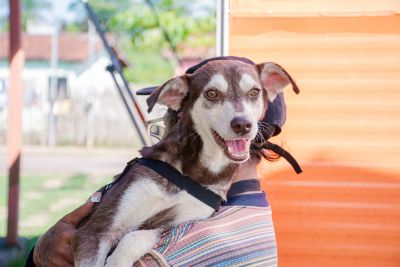 galeria: AÇÃO CASTRA MÓVEL (CÃES) - COHAB MURININ