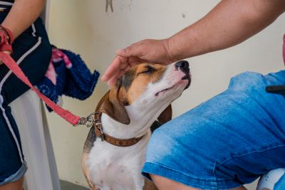 galeria: AÇÃO CÁSTRA MÓVEL (CÃES) PARICATUBA