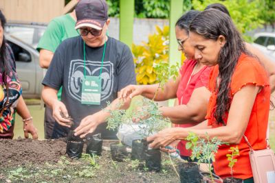 galeria: CURSO DE PLANTAS ORNAMENTAIS E MEDICINAIS