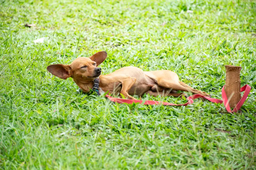  <div class='credito_fotos'>Foto: Karla Reis &nbsp;&nbsp;|&nbsp;&nbsp; <a href='/midias/2026/originais/20260303154845-GF00009327-F00112248.webp' download><i class='fa-solid fa-download'></i> Download</a></div>