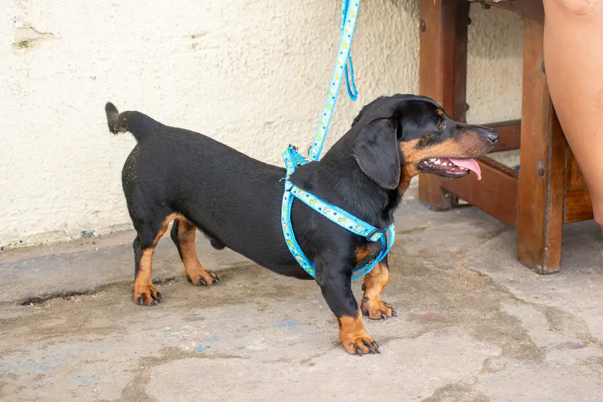  <div class='credito_fotos'>Foto: Karla Reis &nbsp;&nbsp;|&nbsp;&nbsp; <a href='/midias/2026/originais/20260303154850-GF00009327-F00112252.webp' download><i class='fa-solid fa-download'></i> Download</a></div>