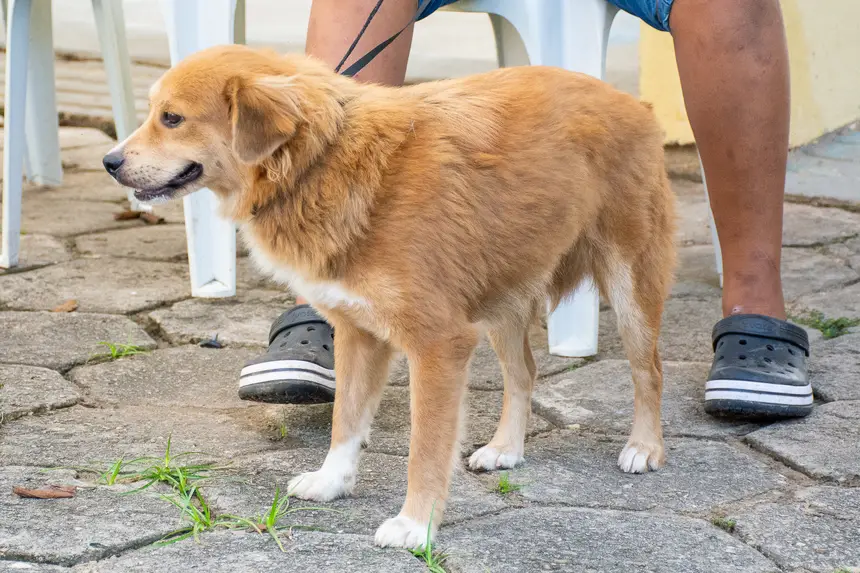  <div class='credito_fotos'>Foto: Karla Reis &nbsp;&nbsp;|&nbsp;&nbsp; <a href='/midias/2026/originais/20260409114306-GF00009369-F00114141.webp' download><i class='fa-solid fa-download'></i> Download</a></div>