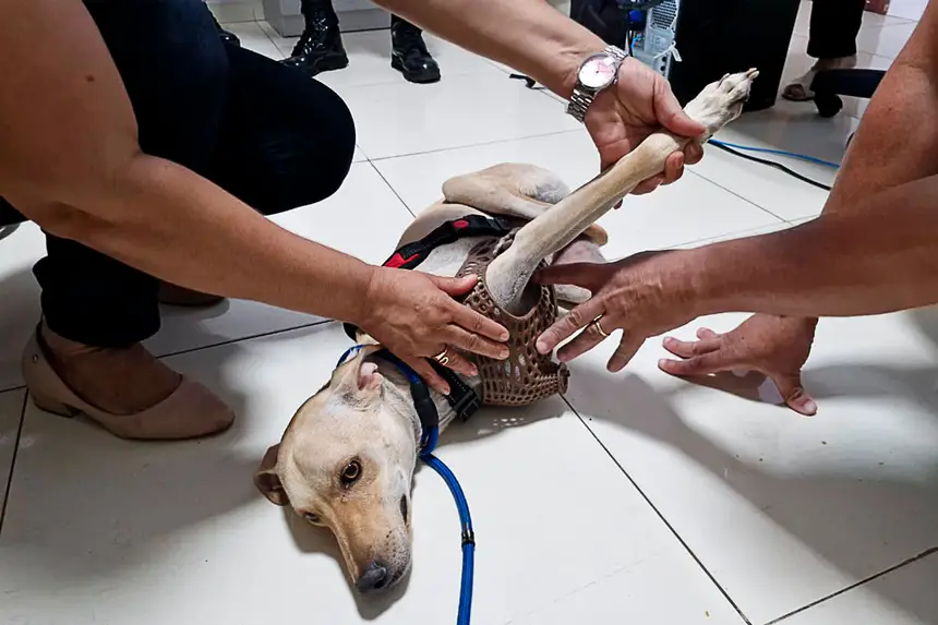 Prótese Cachorro <div class='credito_fotos'>Foto: Márcio Souza &nbsp;&nbsp;|&nbsp;&nbsp; <a href='/midias/2026/originais/20260626125739-GF00009455-F00118866.webp' download><i class='fa-solid fa-download'></i> Download</a></div>