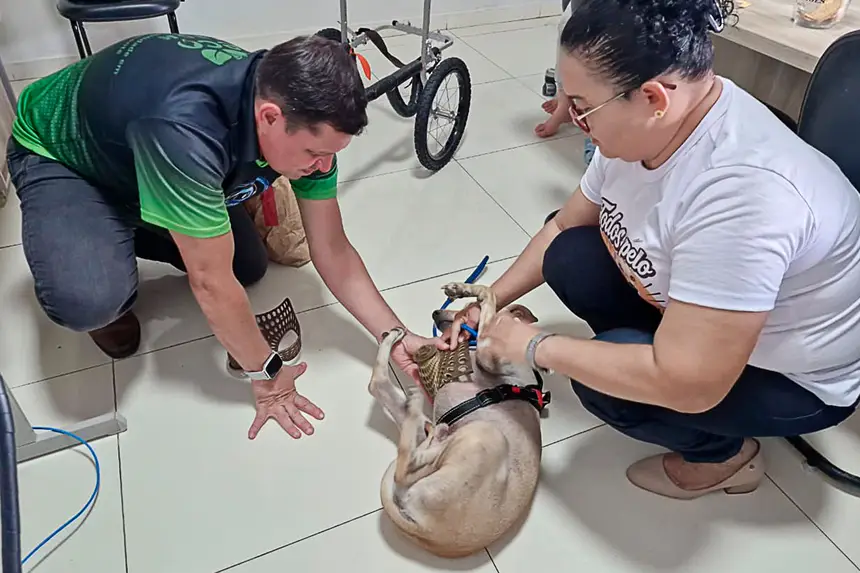 Prótese Cachorro <div class='credito_fotos'>Foto: Márcio Souza &nbsp;&nbsp;|&nbsp;&nbsp; <a href='/midias/2026/originais/20260626125742-GF00009455-F00118868.webp' download><i class='fa-solid fa-download'></i> Download</a></div>