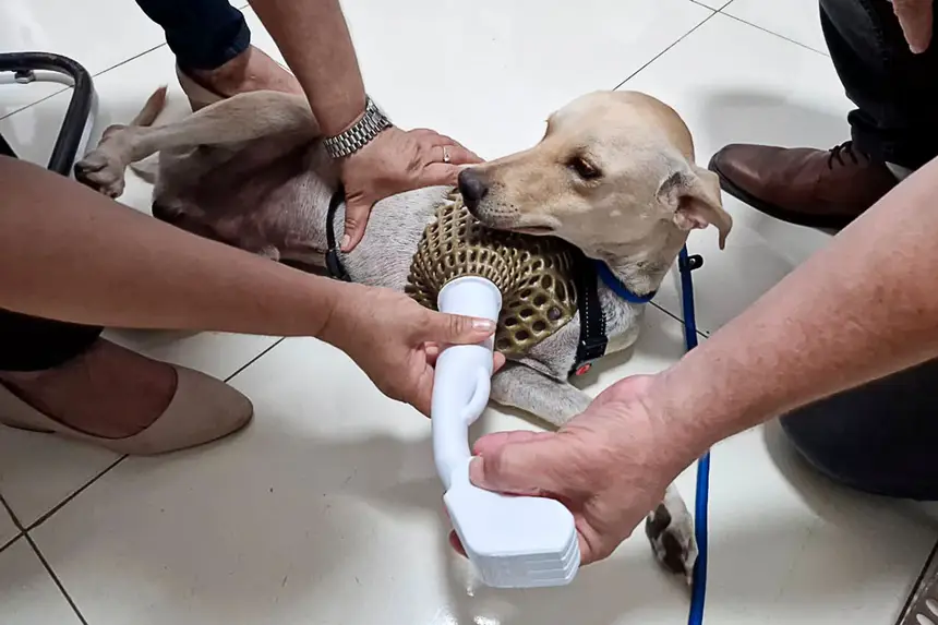Prótese Cachorro <div class='credito_fotos'>Foto: Márcio Souza &nbsp;&nbsp;|&nbsp;&nbsp; <a href='/midias/2026/originais/20260626125745-GF00009455-F00118870.webp' download><i class='fa-solid fa-download'></i> Download</a></div>