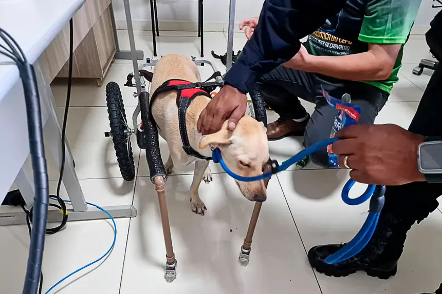 Prótese Cachorro <div class='credito_fotos'>Foto: Márcio Souza &nbsp;&nbsp;|&nbsp;&nbsp; <a href='/midias/2026/originais/20260626125748-GF00009455-F00118872.webp' download><i class='fa-solid fa-download'></i> Download</a></div>