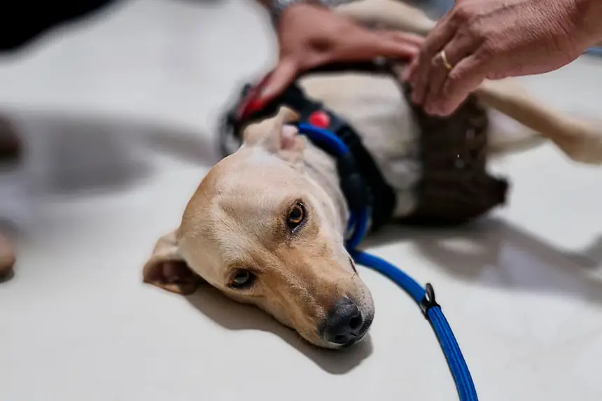 Prótese Cachorro <div class='credito_fotos'>Foto: Márcio Souza &nbsp;&nbsp;|&nbsp;&nbsp; <a href='/midias/2026/originais/20260626125756-GF00009455-F00118877.webp' download><i class='fa-solid fa-download'></i> Download</a></div>