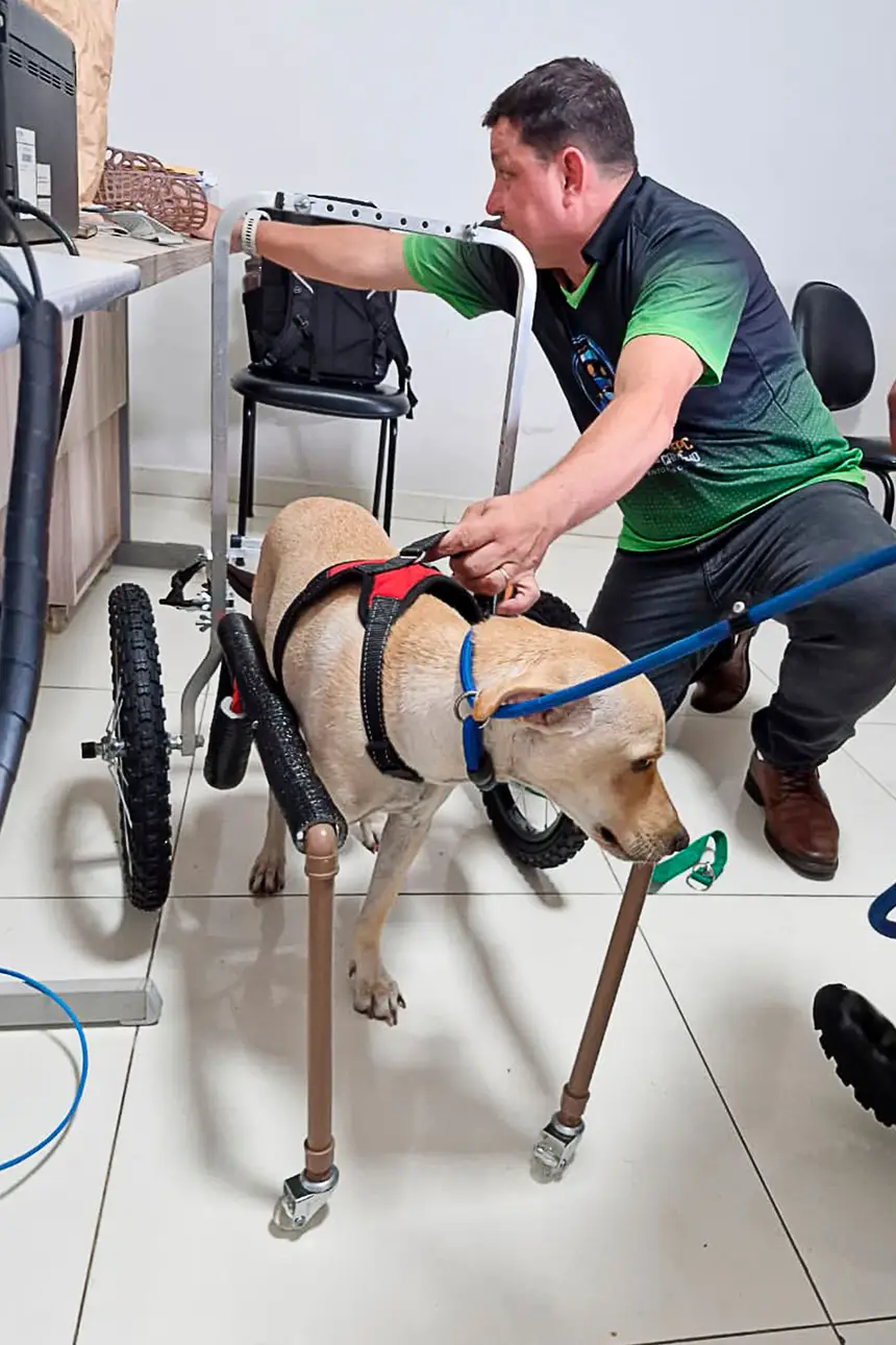 Prótese Cachorro <div class='credito_fotos'>Foto: Márcio Souza &nbsp;&nbsp;|&nbsp;&nbsp; <a href='/midias/2026/originais/20260626125757-GF00009455-F00118878.webp' download><i class='fa-solid fa-download'></i> Download</a></div>