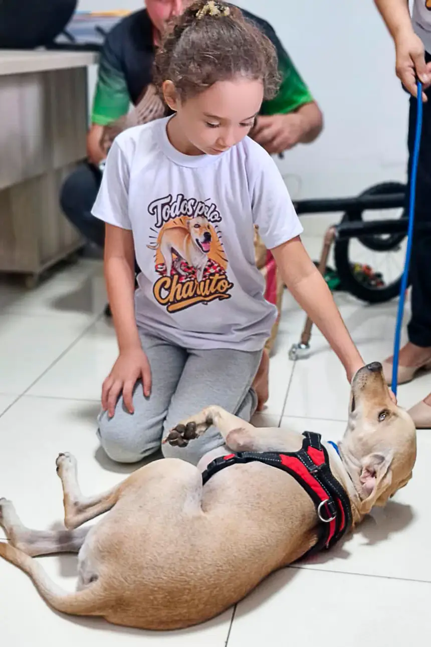 Prótese Cachorro <div class='credito_fotos'>Foto: Márcio Souza &nbsp;&nbsp;|&nbsp;&nbsp; <a href='/midias/2026/originais/20260626125759-GF00009455-F00118879.webp' download><i class='fa-solid fa-download'></i> Download</a></div>