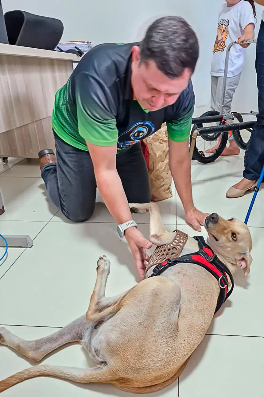 Prótese Cachorro <div class='credito_fotos'>Foto: Márcio Souza &nbsp;&nbsp;|&nbsp;&nbsp; <a href='/midias/2026/originais/20260626125801-GF00009455-F00118880.webp' download><i class='fa-solid fa-download'></i> Download</a></div>