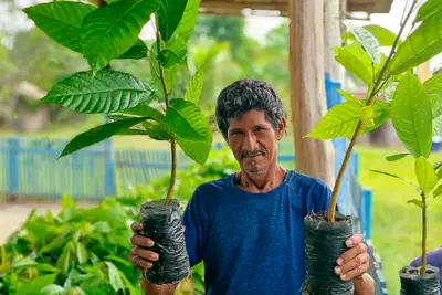 notícia: Entrega de mudas de cacau fortalece produção rural em Benevides
